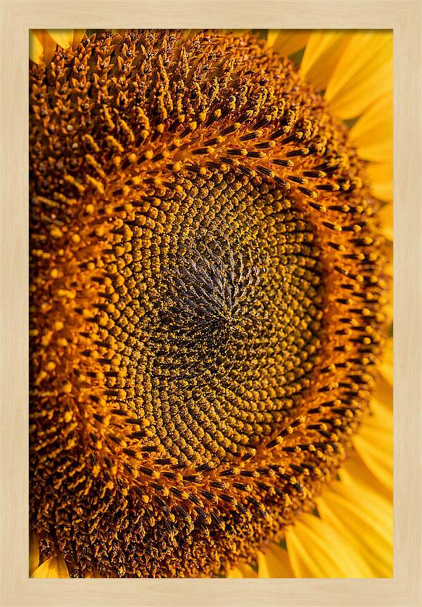 Sunflower Center Detail