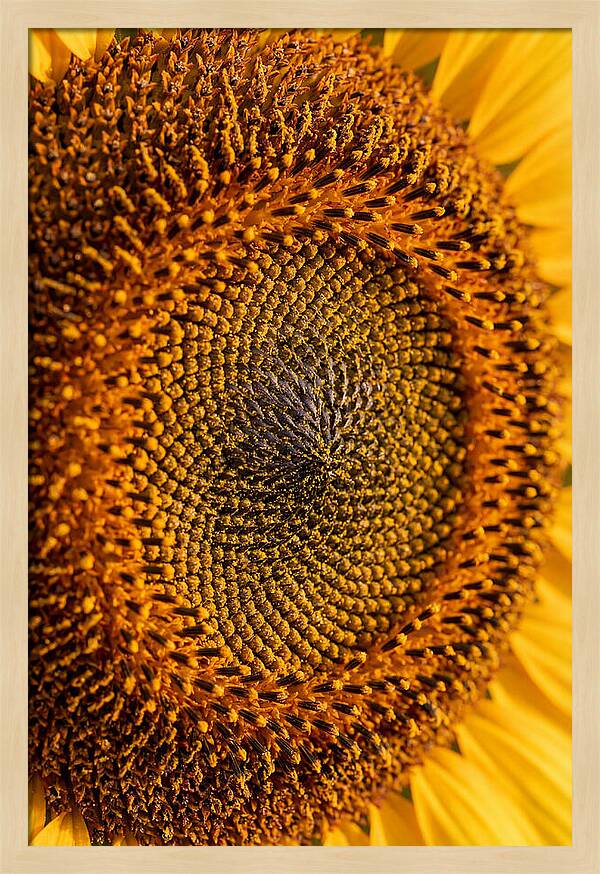 Sunflower Center Detail