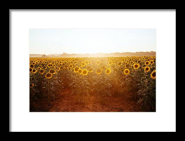 Sunflower Field Embracing Dawn