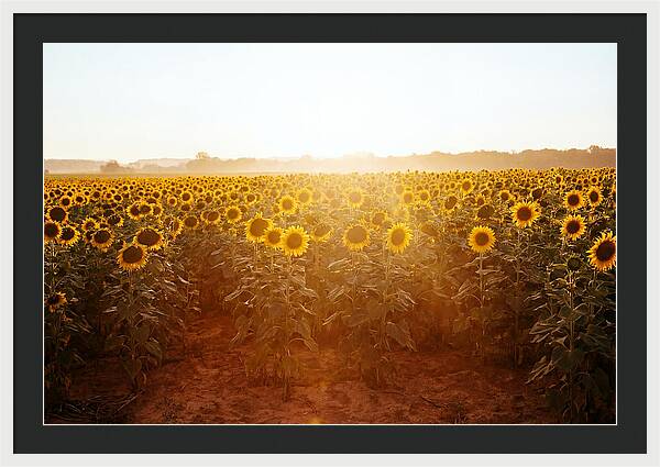 Sunflower Field Embracing Dawn