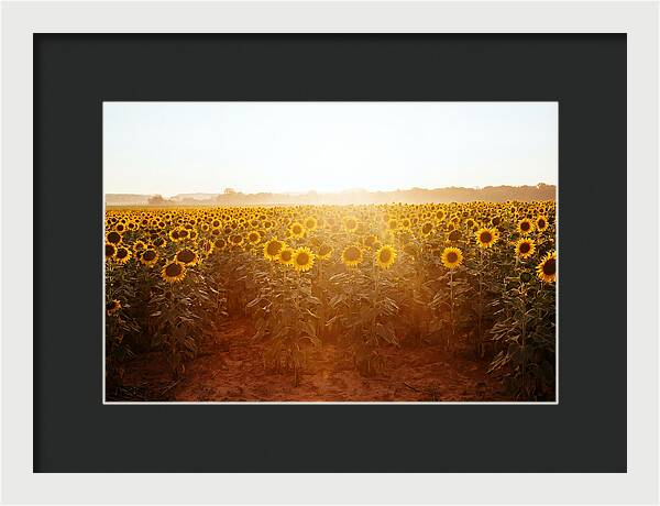 Sunflower Field Embracing Dawn