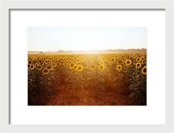Sunflower Field Embracing Dawn