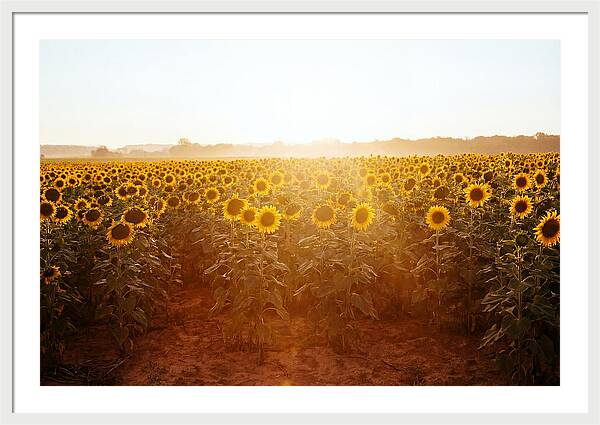 Sunflower Field Embracing Dawn