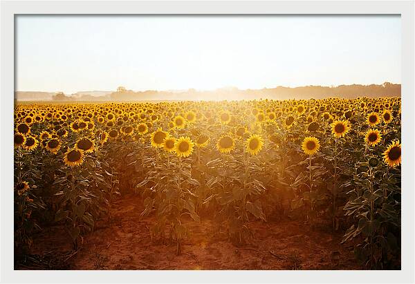 Sunflower Field Embracing Dawn
