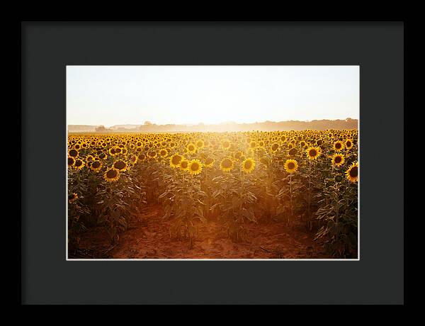 Sunflower Field Embracing Dawn