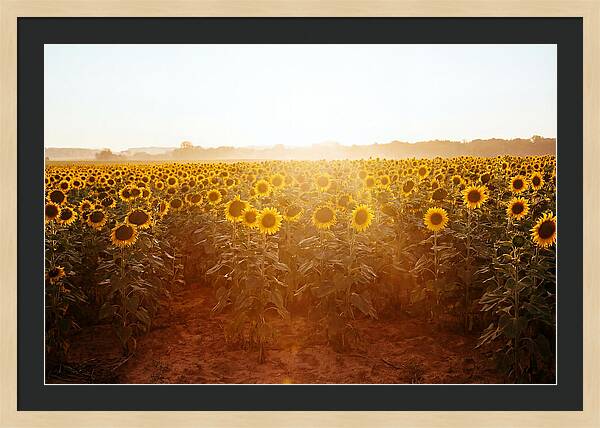 Sunflower Field Embracing Dawn
