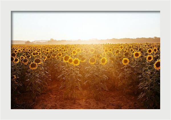 Sunflower Field Embracing Dawn