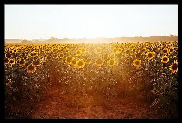 Sunflower Field Embracing Dawn