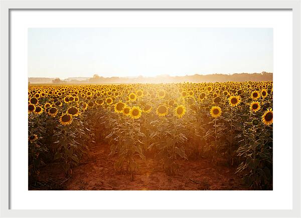 Sunflower Field Embracing Dawn