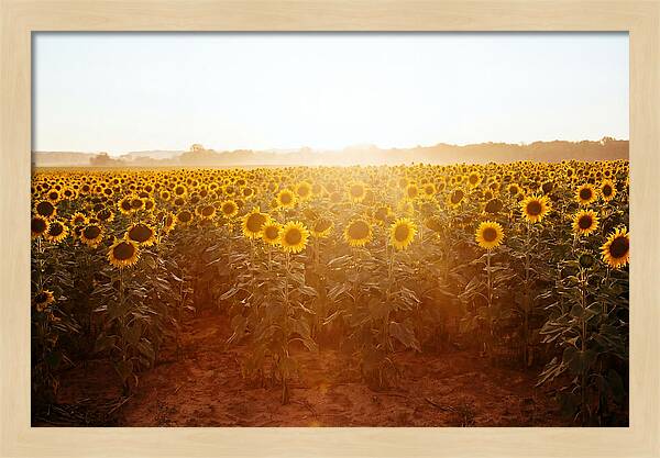 Sunflower Field Embracing Dawn