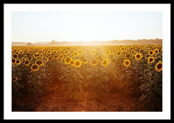 Sunflower Field Embracing Dawn