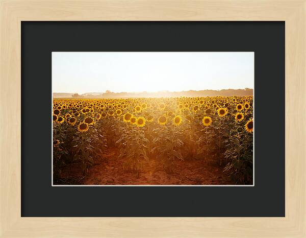 Sunflower Field Embracing Dawn