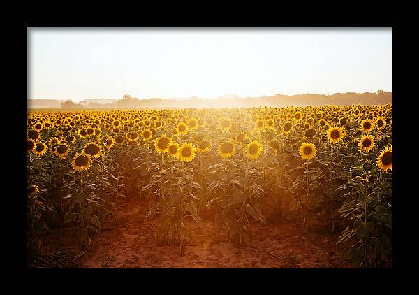 Sunflower Field Embracing Dawn
