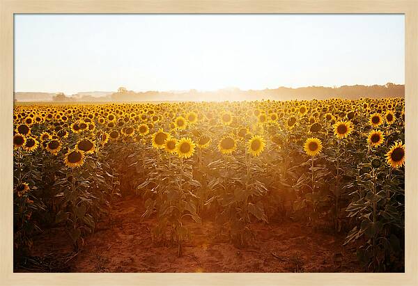 Sunflower Field Embracing Dawn