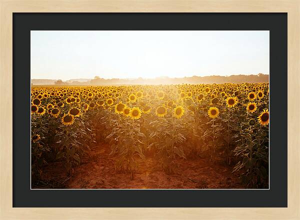 Sunflower Field Embracing Dawn