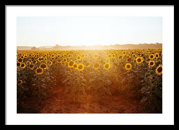 Sunflower Field Embracing Dawn
