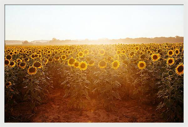 Sunflower Field Embracing Dawn