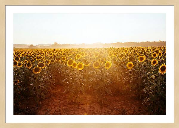 Sunflower Field Embracing Dawn