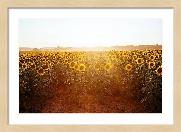 Sunflower Field Embracing Dawn