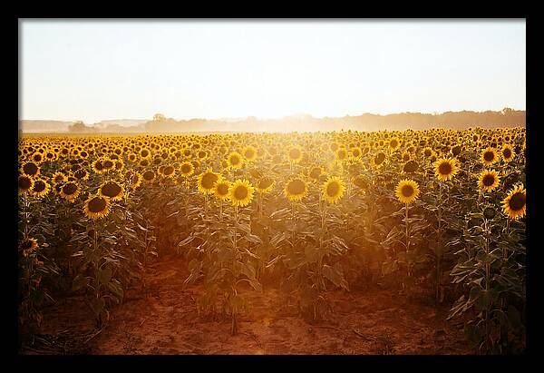 Sunflower Field Embracing Dawn