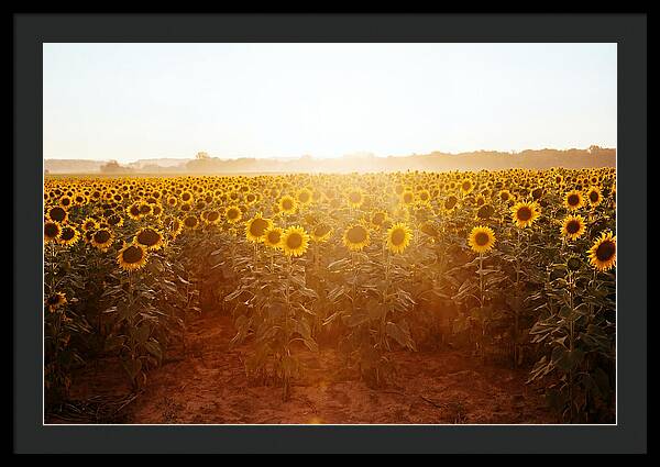 Sunflower Field Embracing Dawn