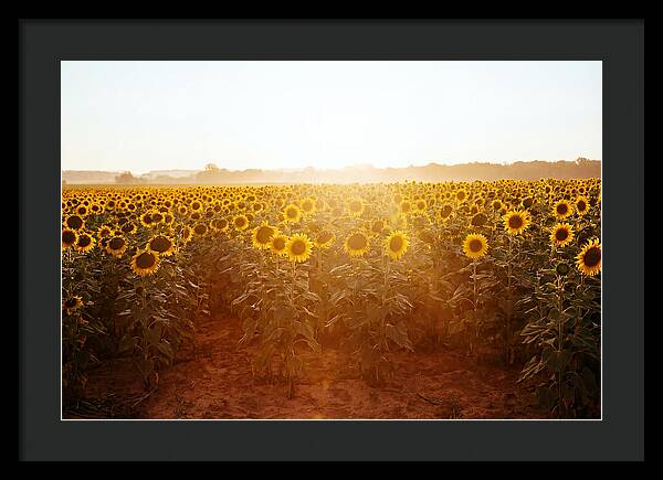 Sunflower Field Embracing Dawn