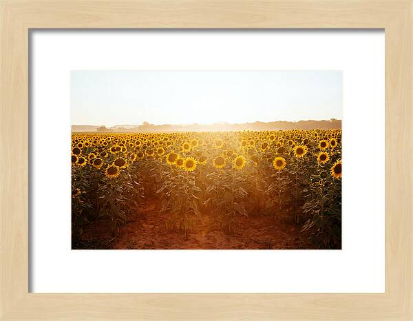 Sunflower Field Embracing Dawn