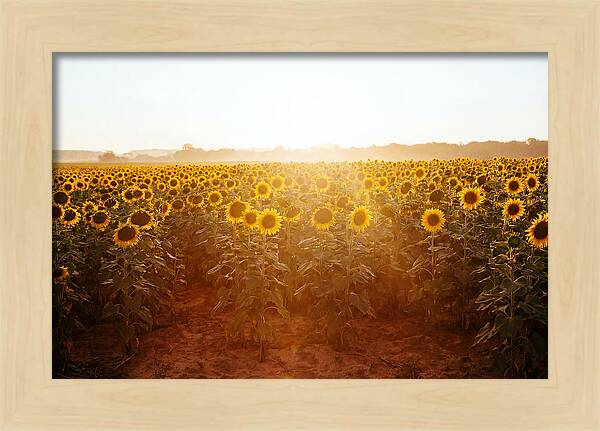 Sunflower Field Embracing Dawn