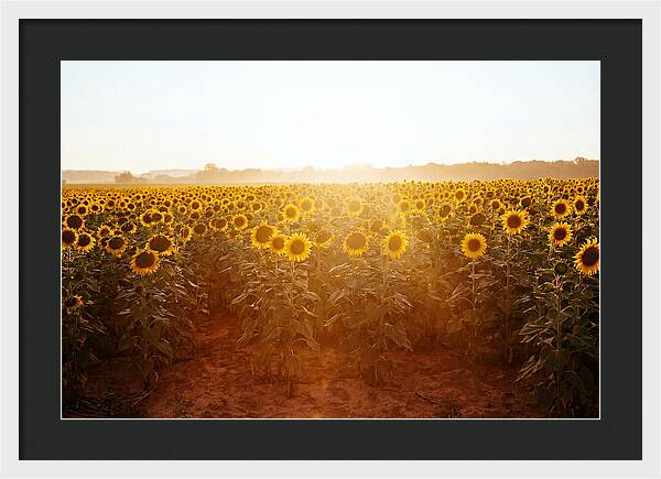 Sunflower Field Embracing Dawn