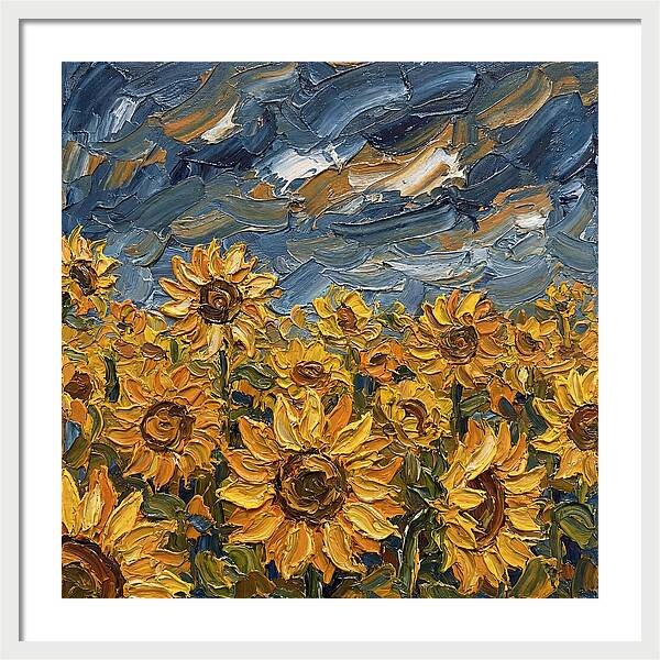 Sunflower Field In Bloom