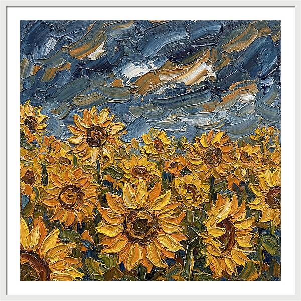 Sunflower Field In Bloom