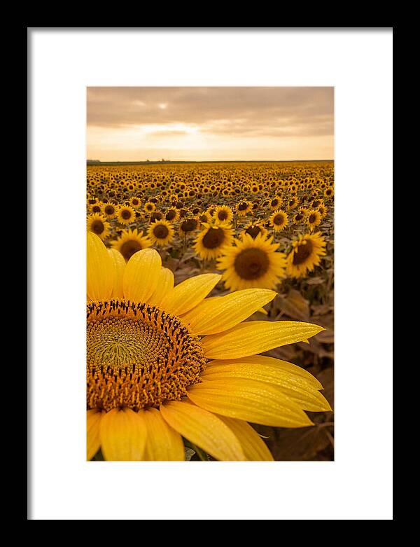 Sunflower Fields At Dusk