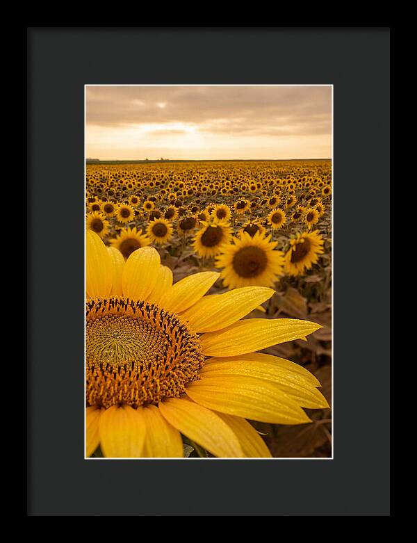 Sunflower Fields At Dusk