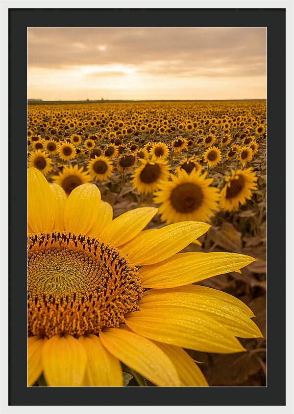 Sunflower Fields At Dusk
