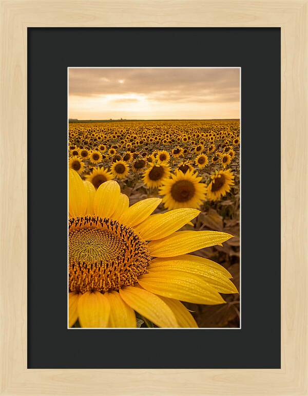 Sunflower Fields At Dusk