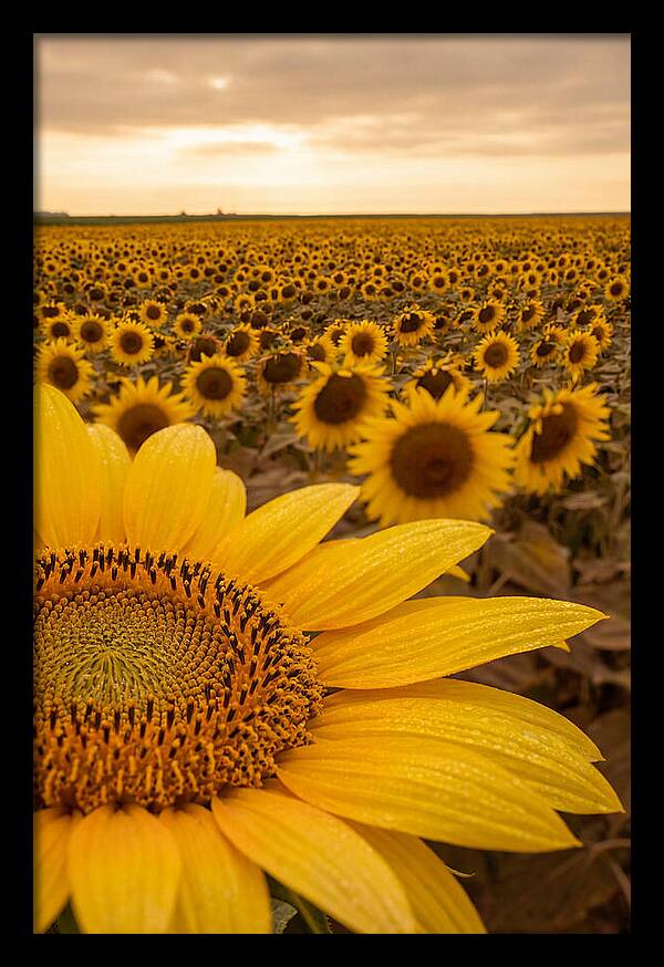 Sunflower Fields At Dusk