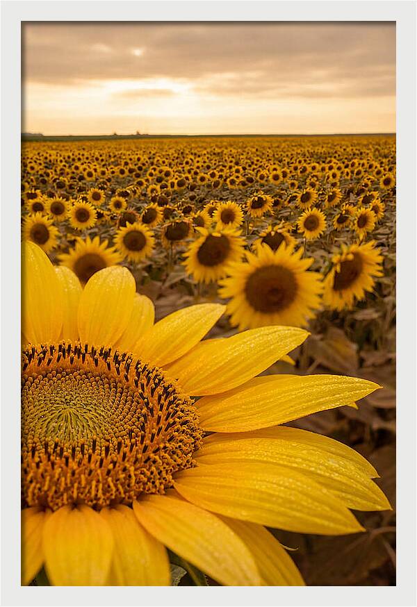 Sunflower Fields At Dusk