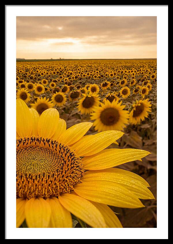 Sunflower Fields At Dusk