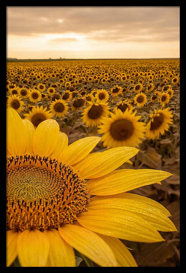 Sunflower Fields At Dusk