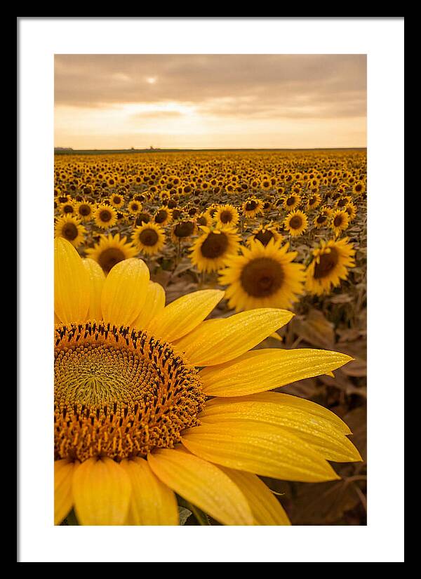 Sunflower Fields At Dusk