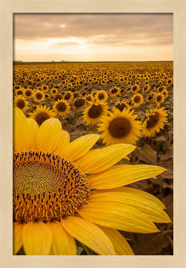 Sunflower Fields At Dusk