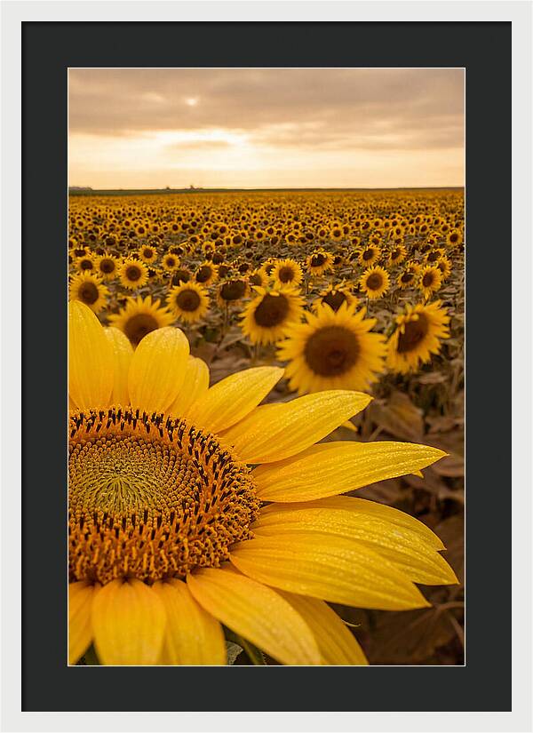 Sunflower Fields At Dusk