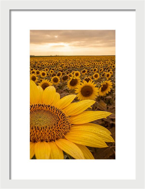 Sunflower Fields At Dusk