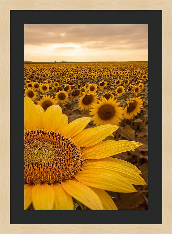Sunflower Fields At Dusk