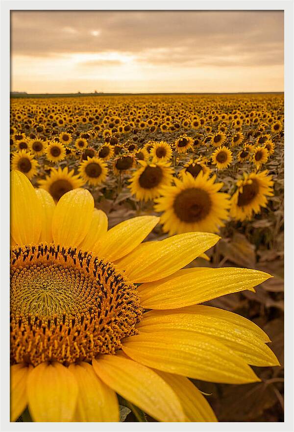 Sunflower Fields At Dusk