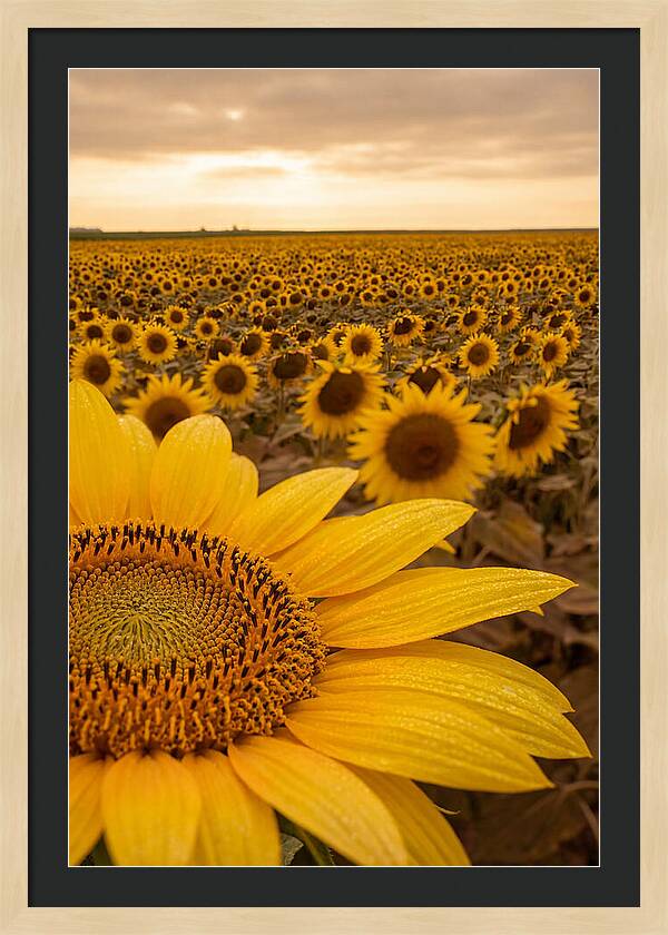 Sunflower Fields At Dusk