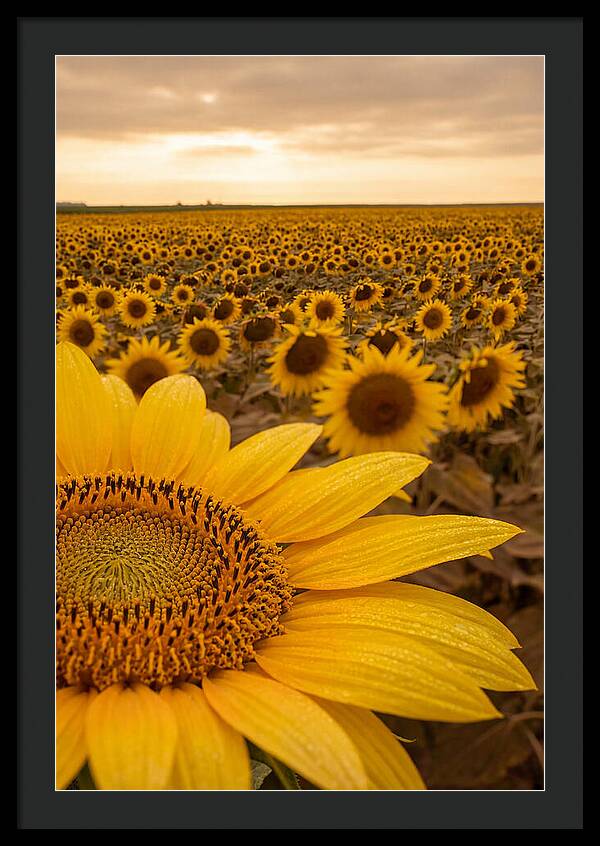 Sunflower Fields At Dusk