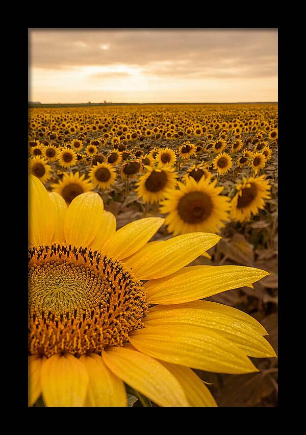 Sunflower Fields At Dusk