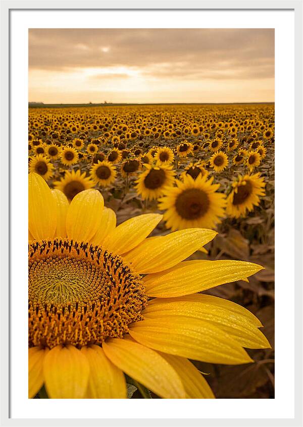 Sunflower Fields At Dusk