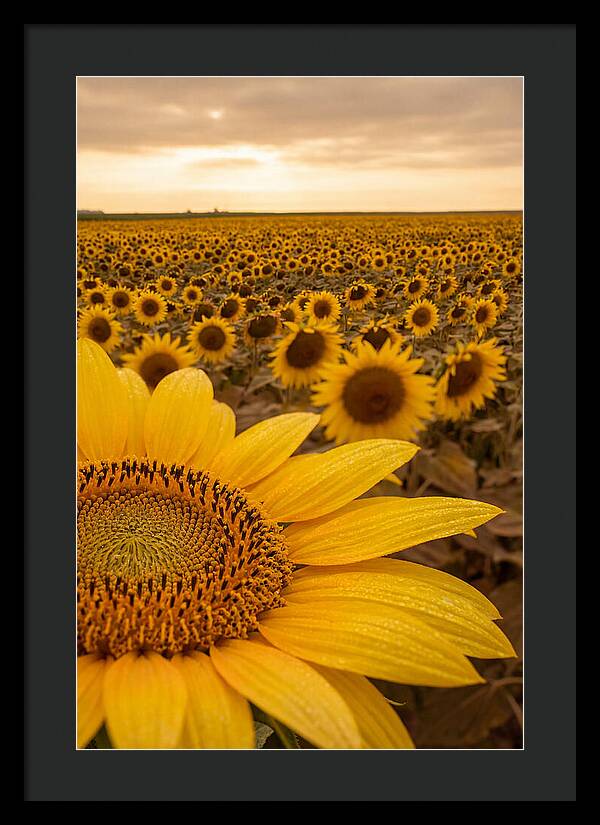 Sunflower Fields At Dusk